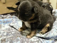 Tubby , a male Pomapoo and Pomeranian for sale in Sebring, FL – 3 of 4