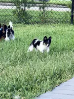 Tcup- (house trained), a female Papillon and Pomeranian for sale in Sebring, FL – 3 of 10