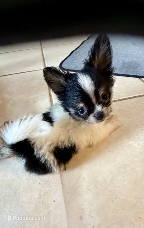 Tcup-Orion – Papillon, Pomeranian puppy for sale in Sebring, FL
