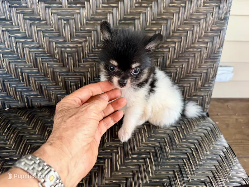  Tcup-Gladly  – Papillon, Pomeranian puppy for sale in Sebring, FL