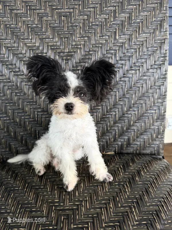 Mini  - Tcup - trained – Papillon puppy for sale in Sebring, FL