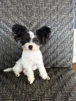 Mini  - Tcup - trained, a female Papillon for sale in Sebring, FL – 4 of 5