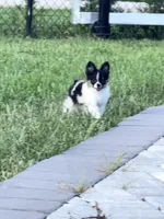 Tcup- (house trained), a female Papillon and Pomeranian for sale in Sebring, FL – 4 of 10