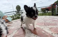 Tcup-Orion, a male Papillon and Pomeranian for sale in Sebring, FL – 6 of 7