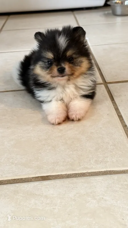Ari – Pomeranian puppy for sale in Sebring, FL