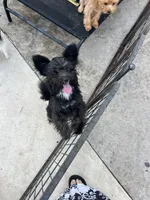 Seeker, a male Maltipoo and Pomeranian for sale in Sebring, FL – Photo 3 of 5