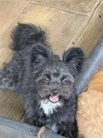 Seeker, a male Maltipoo and Pomeranian for sale in Sebring, FL – Photo 5 of 5