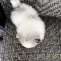 Blue eyes, a male Pomeranian for sale in Sebring, FL – Photo 6 of 7