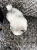 Blue eyes, a male Pomeranian for sale in Sebring, FL – Photo 4 of 5