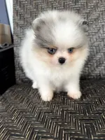 Blue eyes, a male Pomeranian for sale in Sebring, FL – Photo 5 of 5