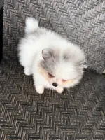 Blue eyes, a male Pomeranian for sale in Sebring, FL – Photo 2 of 5