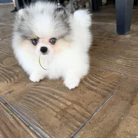 Blue eyes, a male Pomeranian for sale in Sebring, FL – Photo 3 of 7