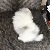 Blue eyes, a male Pomeranian for sale in Sebring, FL – Photo 5 of 7