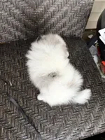 Blue eyes, a male Pomeranian for sale in Sebring, FL – Photo 3 of 5