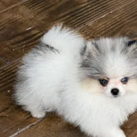 Blue eyes, a male Pomeranian for sale in Sebring, FL – Photo 7 of 7