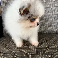 Blue eyes, a male Pomeranian for sale in Sebring, FL – Photo 4 of 7