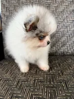 Blue eyes, a male Pomeranian for sale in Sebring, FL – Photo 1 of 5