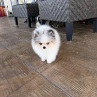 Blue eyes, a male Pomeranian for sale in Sebring, FL – Photo 2 of 7