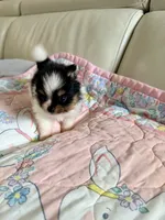 Evie , a female Pomeranian for sale in Sebring, FL – 5 of 5