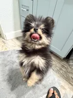Toby , a male Pomapoo and Pomeranian for sale in Sebring, FL – 2 of 2