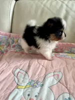 Evie , a female Pomeranian for sale in Sebring, FL – 3 of 5