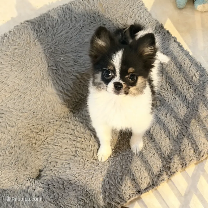 Tcup- (basic trained) – Papillon, Pomeranian puppy for sale in Sebring, FL