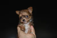 Tcup - Peanut, a male Papillon and Pomeranian for sale in Sebring, FL – Photo 3 of 4