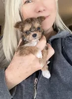 Tcup - Peanut, a male Papillon and Pomeranian for sale in Sebring, FL – Photo 1 of 4