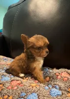 Tcup - Peanut, a male Papillon and Pomeranian for sale in Sebring, FL – Photo 4 of 4