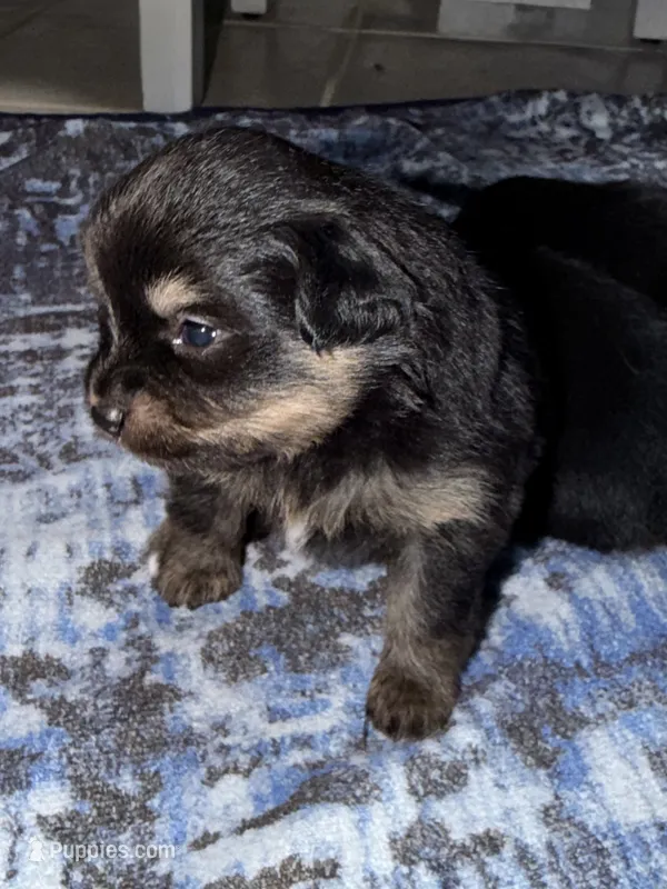 Tubby  – Pomapoo, Pomeranian puppy for sale in Sebring, FL
