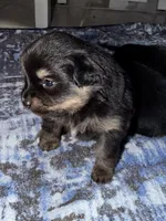 Tubby , a male Pomapoo and Pomeranian for sale in Sebring, FL – 1 of 4