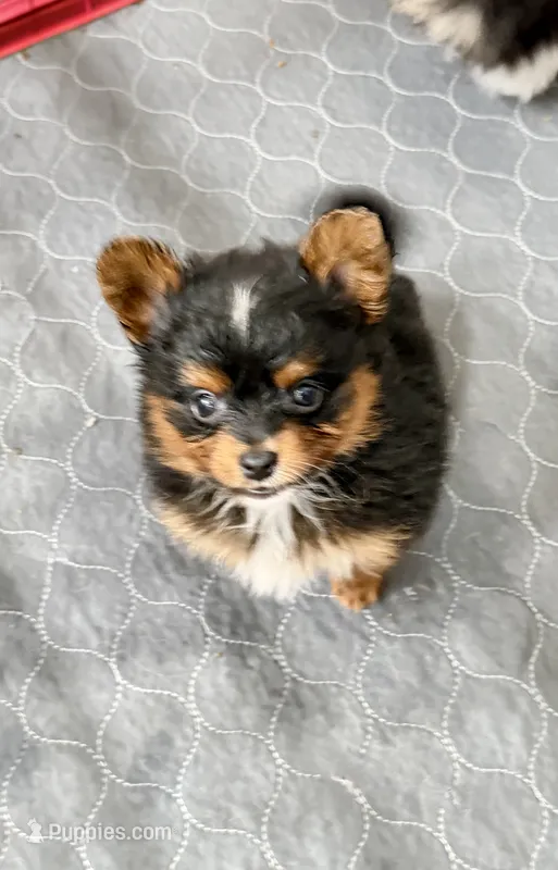 Max – Pomapoo, Pomeranian puppy for sale in Sebring, FL