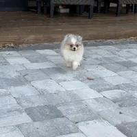 Peli, a female Pomeranian for sale in Sebring, FL – Photo 4 of 4