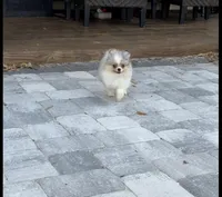 Peli, a female Pomeranian for sale in Sebring, FL – Photo 4 of 4