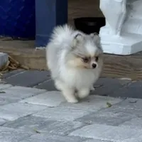 Peli, a female Pomeranian for sale in Sebring, FL – Photo 3 of 4