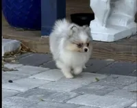 Peli, a female Pomeranian for sale in Sebring, FL – Photo 3 of 4