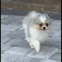 Peli, a female Pomeranian for sale in Sebring, FL – Photo 1 of 4