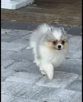 Peli, a female Pomeranian for sale in Sebring, FL – Photo 1 of 4