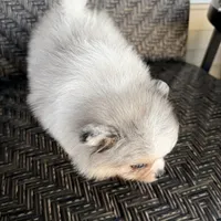 Peli, a female Pomeranian for sale in Sebring, FL – Photo 2 of 4