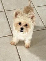 Tcup Lance, a male Maltipoo and Pomapoo for sale in Sebring, FL – Photo 3 of 5