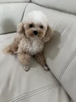 Tcup Lance, a male Maltipoo and Pomapoo for sale in Sebring, FL – Photo 4 of 5