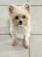 Tcup Lance, a male Maltipoo and Pomapoo for sale in Sebring, FL – Photo 1 of 5