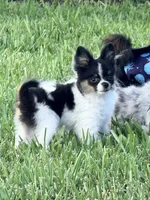 Tcup- (house trained), a female Papillon and Pomeranian for sale in Sebring, FL – 6 of 10