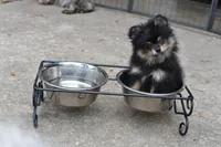 Tcup  Bonda, a female Pomeranian for sale in Sebring, FL – Photo 3 of 3