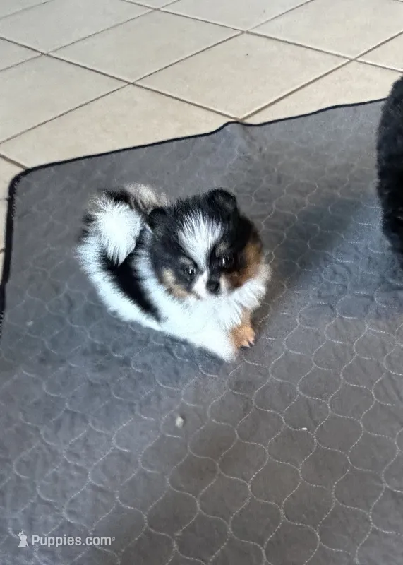 Evie  – Pomeranian puppy for sale in Sebring, FL
