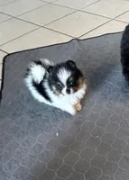Evie , a female Pomeranian for sale in Sebring, FL – 1 of 5