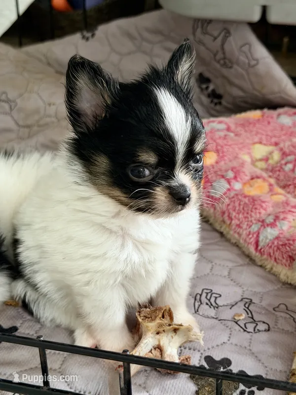 Tcup-Orion – Papillon, Pomeranian puppy for sale in Sebring, FL