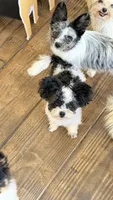 Mini  - Tcup (house trained), a female Maltipoo and Papillon for sale in Sebring, FL – 1 of 2