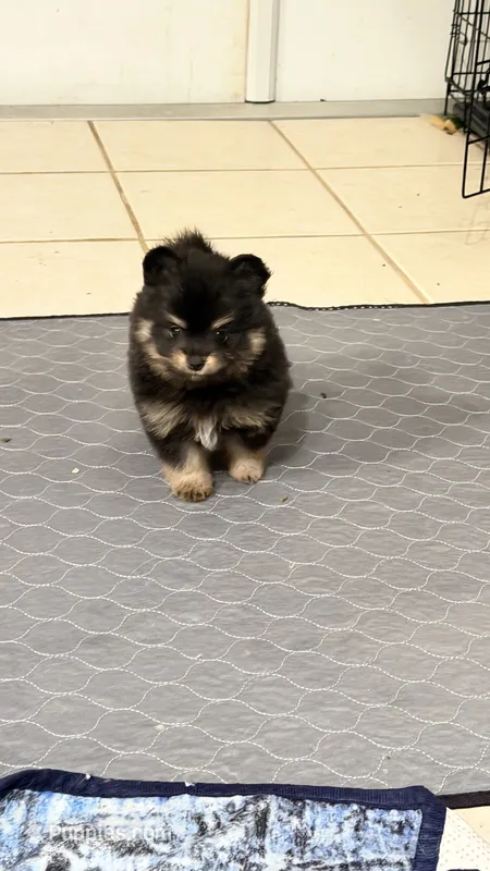 Tessa – Pomapoo, Pomeranian puppy for sale in Sebring, FL