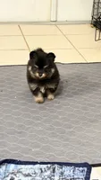 Tessa, a female Pomapoo and Pomeranian for sale in Sebring, FL – 2 of 4